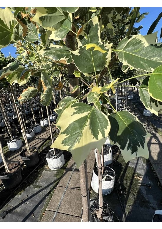 Bunter Tulpenbaum 'Snowbird' | Liriodendron tulipifera 'Snowbird'