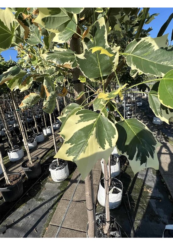 Bunter Tulpenbaum 'Snowbird' | Liriodendron tulipifera 'Snowbird'