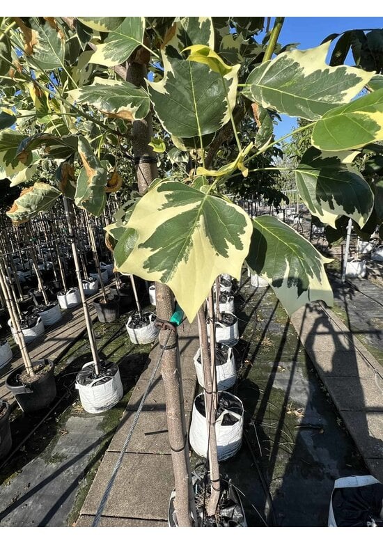 Bunter Tulpenbaum 'Snowbird' | Liriodendron tulipifera 'Snowbird'