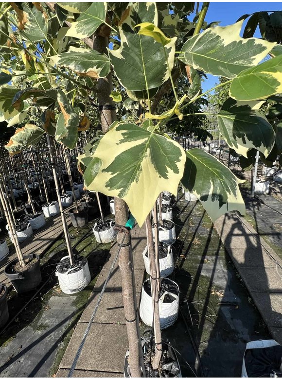 Bunter Tulpenbaum 'Snowbird' | Liriodendron tulipifera 'Snowbird' Bunter Tulpenbaum 'Snowbird' | Liriodendron tulipifera 'Snowbird'