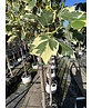 Bunter Tulpenbaum 'Snowbird' | Liriodendron tulipifera 'Snowbird'