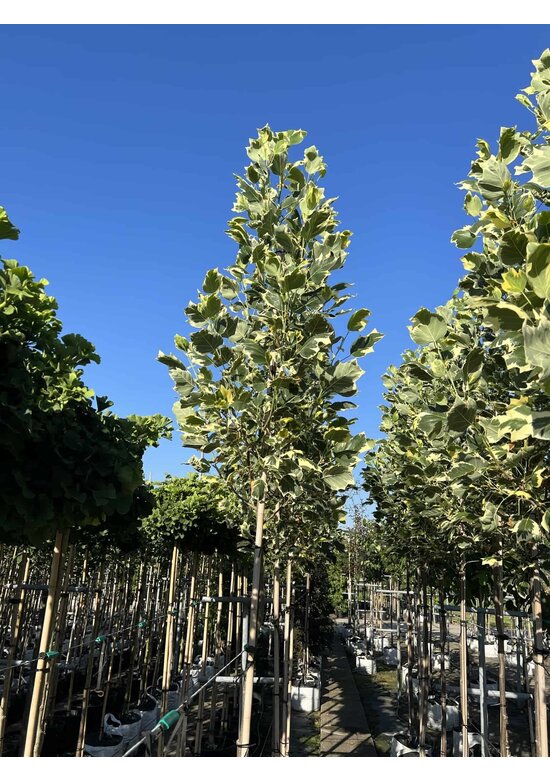 Bunter Tulpenbaum 'Snowbird' | Liriodendron tulipifera 'Snowbird'