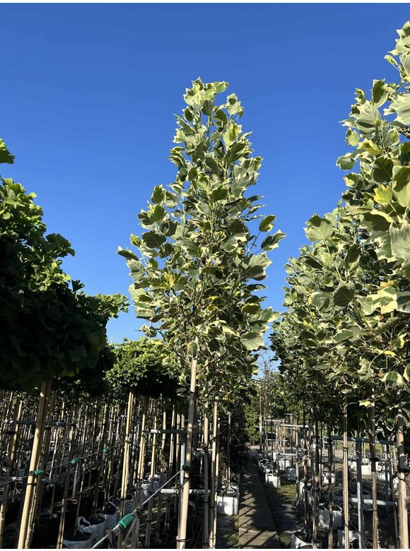Bunter Tulpenbaum 'Snowbird' | Liriodendron tulipifera 'Snowbird' Bunter Tulpenbaum 'Snowbird' | Liriodendron tulipifera 'Snowbird'