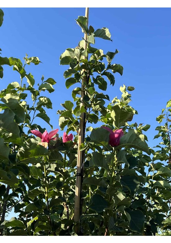 Großblumige Magnolie 'Galaxy' | Magnolia 'Galaxy'