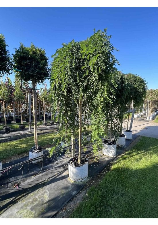 Hängender Schnurbaum 'Pendula' | Styphnolobium japonicum 'Pendula'