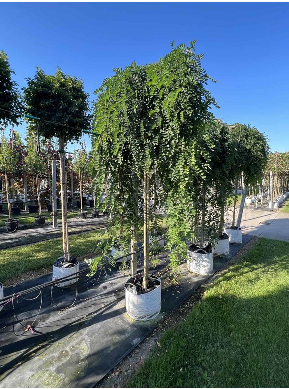 Hängender Schnurbaum 'Pendula' | Styphnolobium japonicum 'Pendula' Hängender Schnurbaum 'Pendula' | Styphnolobium japonicum 'Pendula'