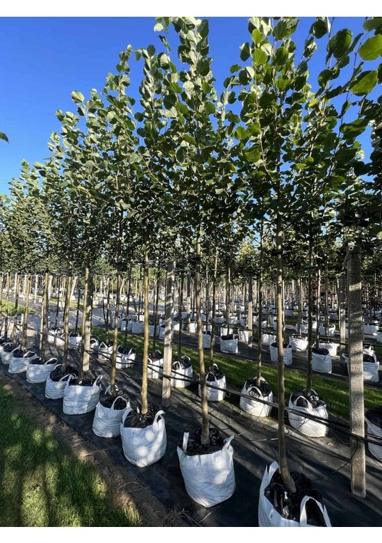 Kaiser-Linde 'Pallida' | Tilia europaea 'Pallida'