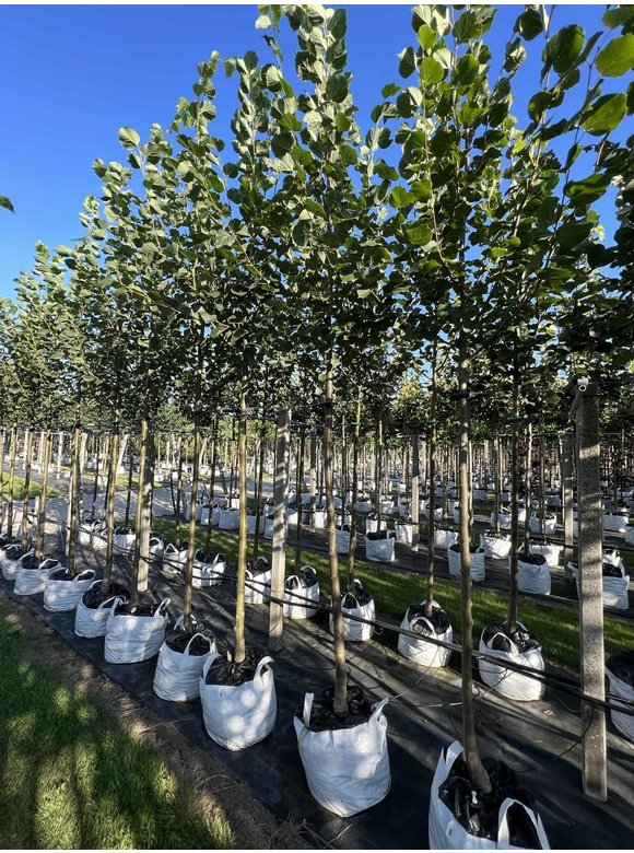 Kaiser-Linde 'Pallida' | Tilia europaea 'Pallida' Kaiser-Linde 'Pallida' | Tilia europaea 'Pallida'