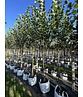 Kaiser-Linde 'Pallida' | Tilia europaea 'Pallida' Kaiser-Linde 'Pallida' | Tilia europaea 'Pallida'
