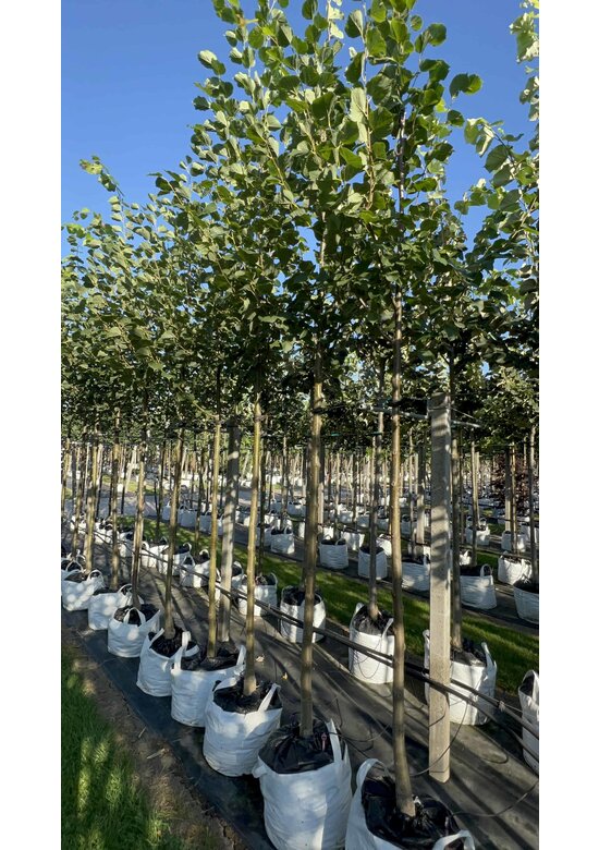 Kaiser-Linde 'Pallida' | Tilia europaea 'Pallida' Kaiser-Linde 'Pallida' | Tilia europaea 'Pallida'