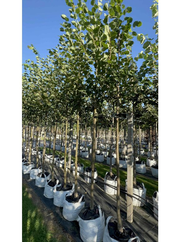 Kaiser-Linde 'Pallida' | Tilia europaea 'Pallida' Kaiser-Linde 'Pallida' | Tilia europaea 'Pallida'