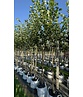 Kaiser-Linde 'Pallida' | Tilia europaea 'Pallida'