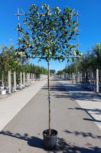 Apfel Spalierbaum 'Elstar' | Malus domestica 'Elstar'