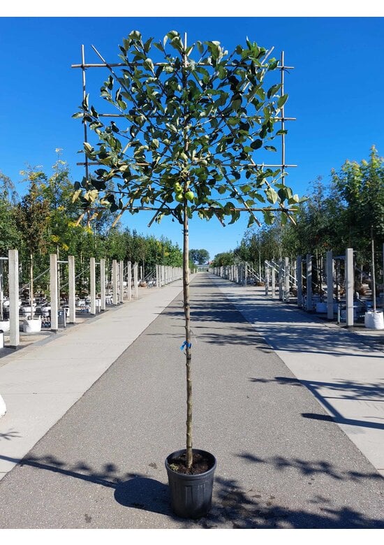 Apfel Spalierbaum 'Elstar' | Malus domestica 'Elstar'