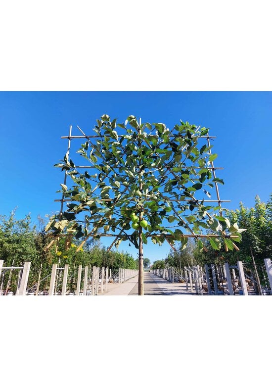 Apfel Spalierbaum 'Elstar' | Malus domestica 'Elstar'