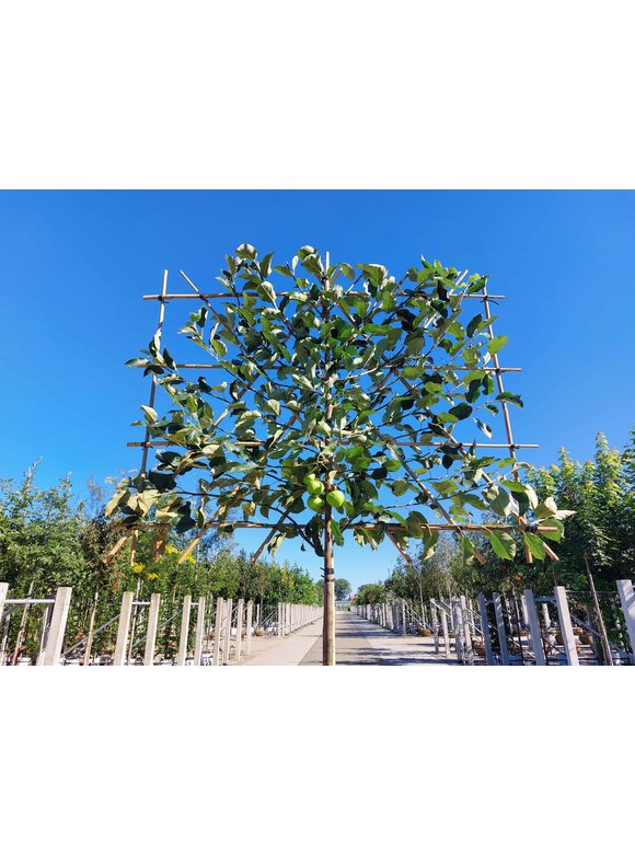 Apfelbaum 'Elstar' - Spalierbaum | Malus domestica 'Elstar' Apfelbaum 'Elstar' - Spalierbaum | Malus domestica 'Elstar'