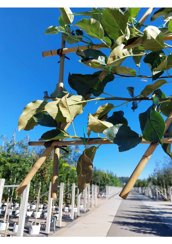 Apfel Spalierbaum 'Elstar' | Malus domestica 'Elstar'