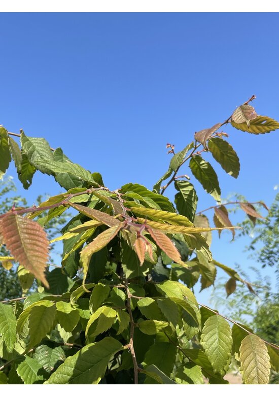 Japanische Zelkove - Mehrstämmig | Zelkova serrata