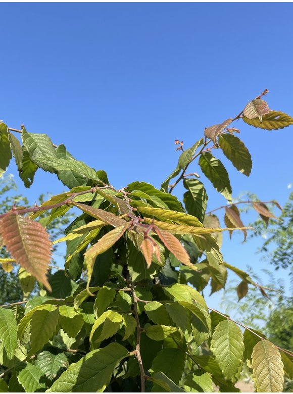 Japanische Zelkove - Mehrstämmig | Zelkova serrata Japanische Zelkove - Mehrstämmig | Zelkova serrata