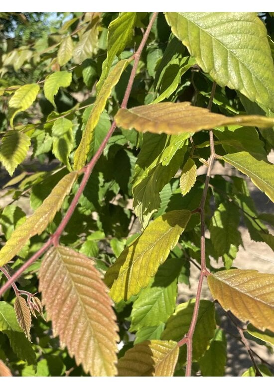 Japanische Zelkove - Mehrstämmig | Zelkova serrata
