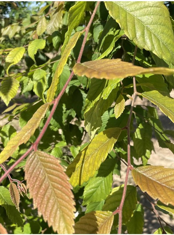 Japanische Zelkove - Mehrstämmig | Zelkova serrata Japanische Zelkove - Mehrstämmig | Zelkova serrata