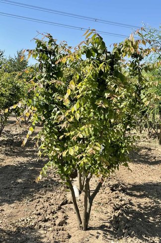 Japanische Zelkove - Mehrstämmig | Zelkova serrata