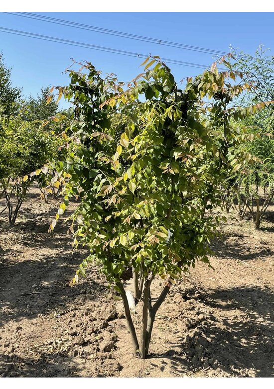 Japanische Zelkove - Mehrstämmig | Zelkova serrata
