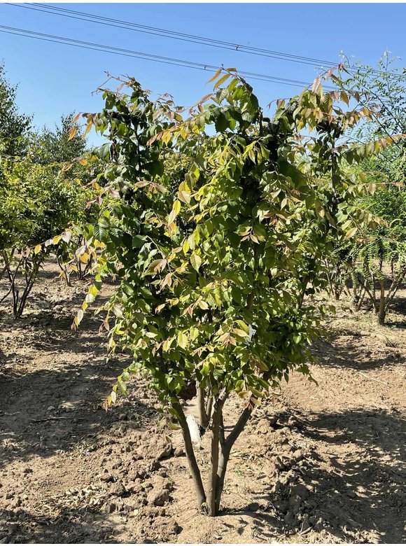 Japanische Zelkove - Mehrstämmig | Zelkova serrata Japanische Zelkove - Mehrstämmig | Zelkova serrata