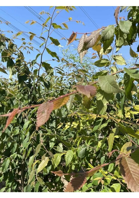 Japanische Zelkove - Mehrstämmig | Zelkova serrata