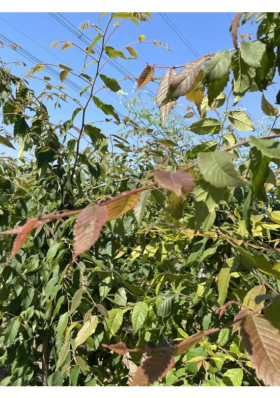 Japanische Zelkove - Mehrstämmig | Zelkova serrata