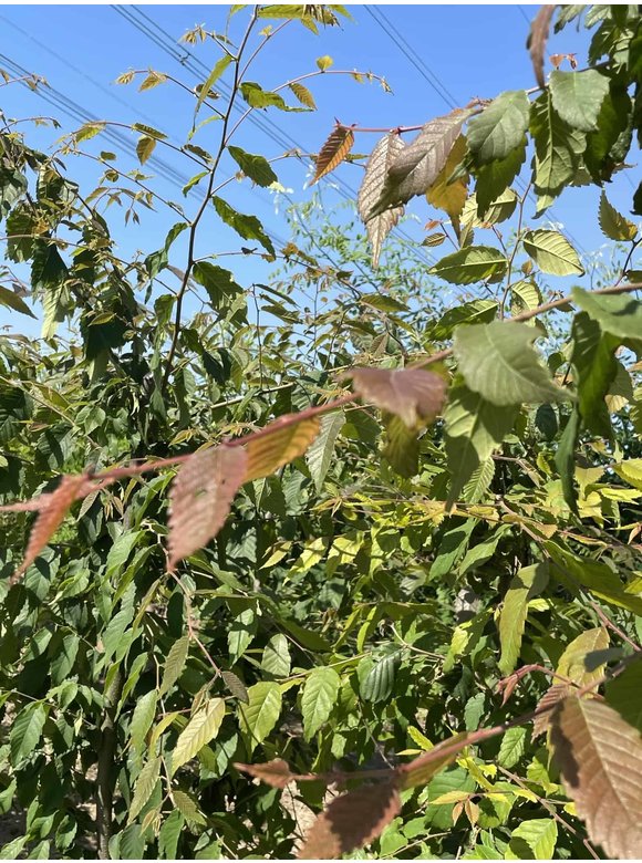 Japanische Zelkove - Mehrstämmig | Zelkova serrata Japanische Zelkove - Mehrstämmig | Zelkova serrata