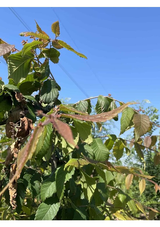 Japanische Zelkove - Mehrstämmig | Zelkova serrata