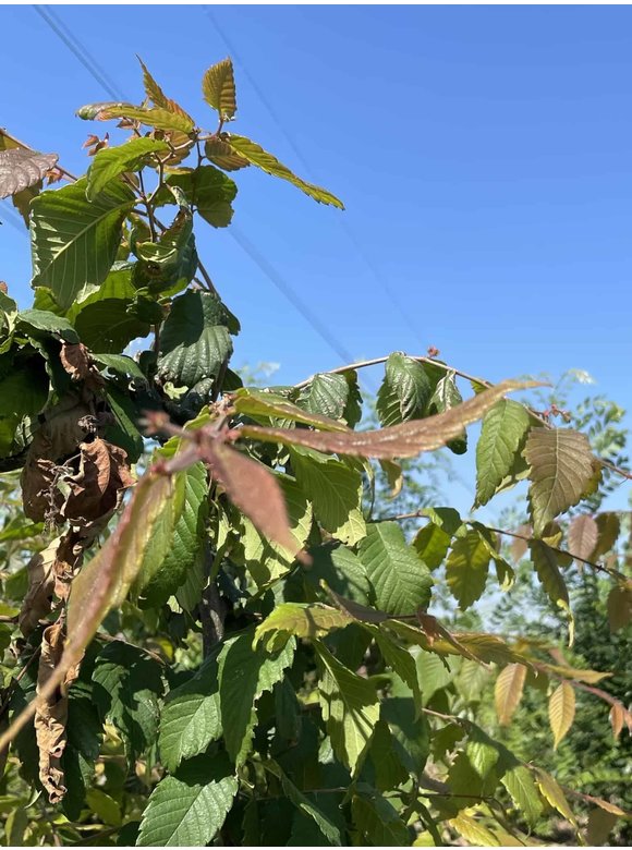 Japanische Zelkove - Mehrstämmig | Zelkova serrata Japanische Zelkove - Mehrstämmig | Zelkova serrata