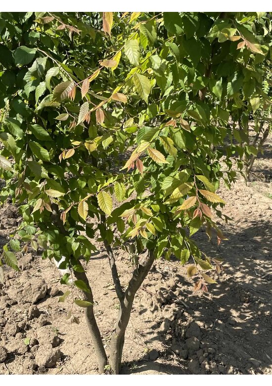 Japanische Zelkove - Mehrstämmig | Zelkova serrata