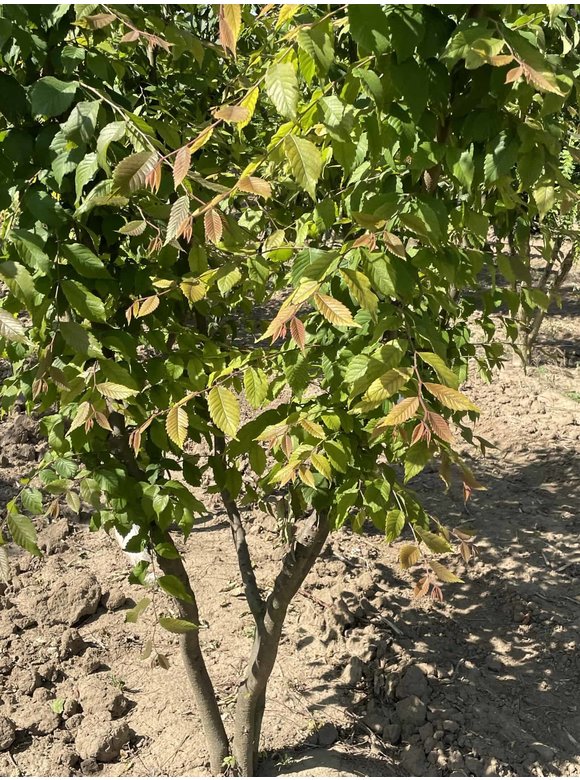 Japanische Zelkove - Mehrstämmig | Zelkova serrata Japanische Zelkove - Mehrstämmig | Zelkova serrata