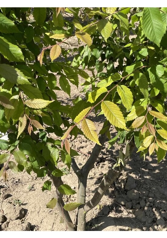 Japanische Zelkove - Mehrstämmig | Zelkova serrata