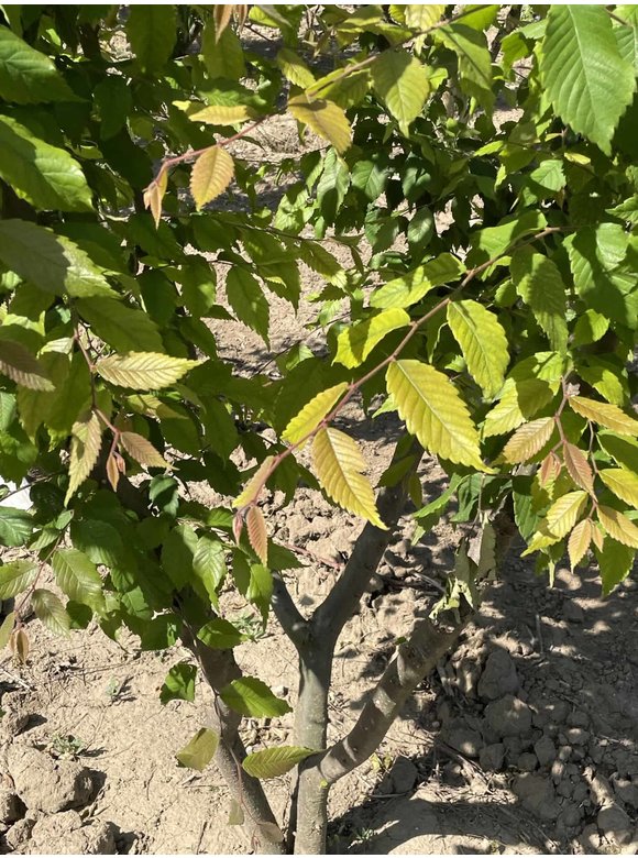 Japanische Zelkove - Mehrstämmig | Zelkova serrata Japanische Zelkove - Mehrstämmig | Zelkova serrata