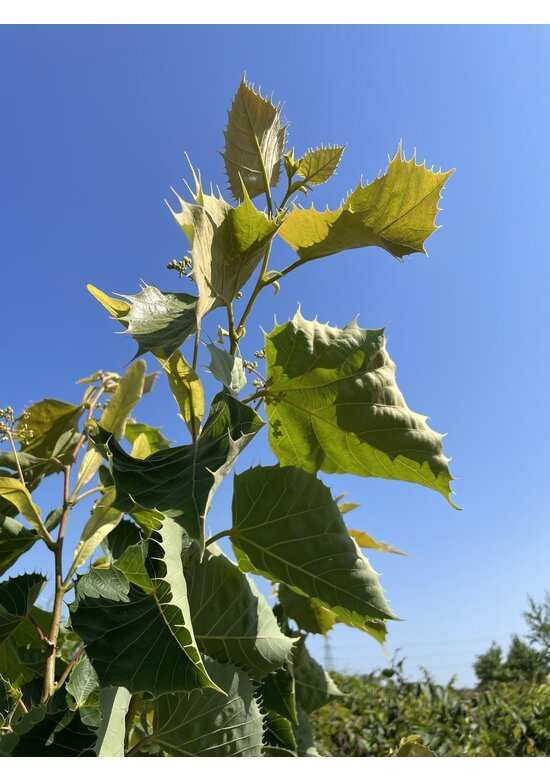 Henrys-Linde Henryana - Mehrstämmig | Tilia Henryana