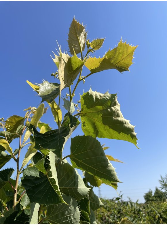 Henrys-Linde Henryana - Mehrstämmig | Tilia Henryana Henrys-Linde Henryana - Mehrstämmig | Tilia Henryana
