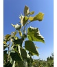 Henrys-Linde Henryana - Mehrstämmig | Tilia Henryana