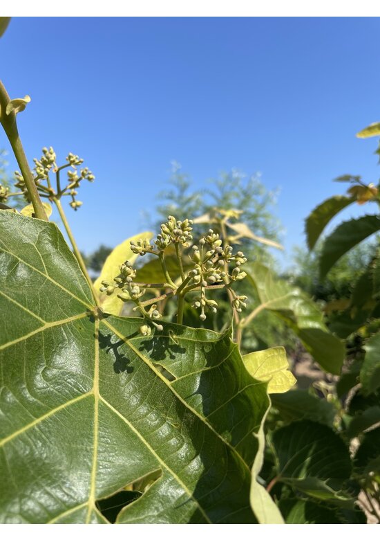 Mehrstämmige Henrys Linde | Tilia Henryana