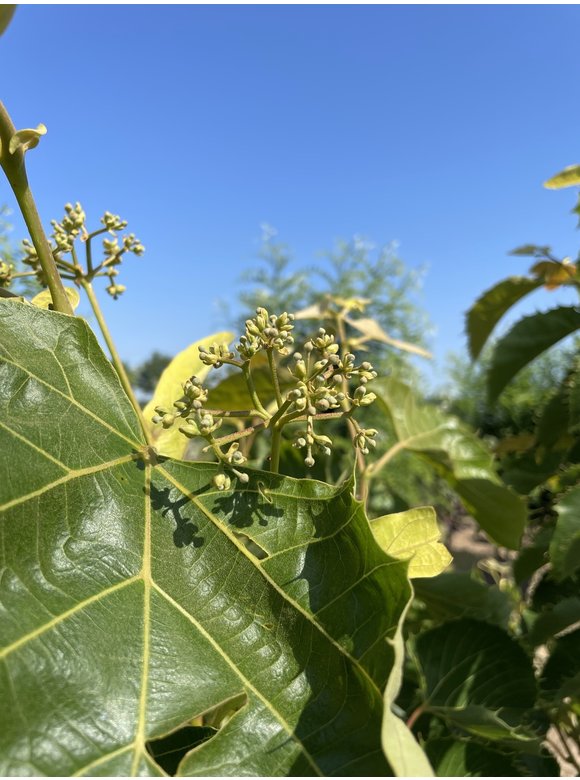 Henrys-Linde Henryana - Mehrstämmig | Tilia Henryana Henrys-Linde Henryana - Mehrstämmig | Tilia Henryana