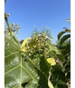 Mehrstämmige Henrys Linde | Tilia Henryana