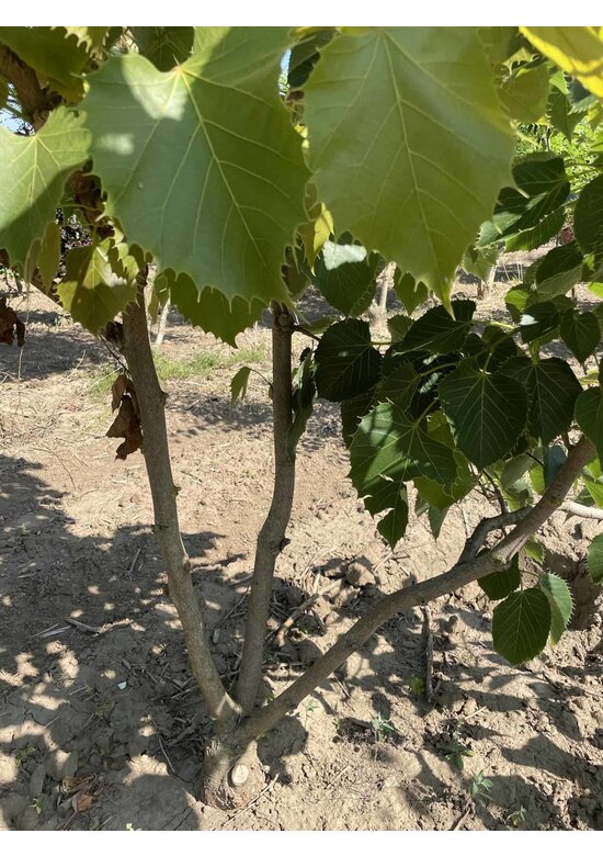 Henrys-Linde Henryana - Mehrstämmig | Tilia Henryana