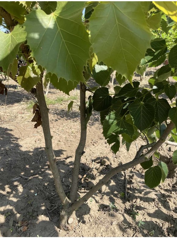 Henrys-Linde Henryana - Mehrstämmig | Tilia Henryana Henrys-Linde Henryana - Mehrstämmig | Tilia Henryana