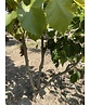 Mehrstämmige Henrys Linde | Tilia Henryana