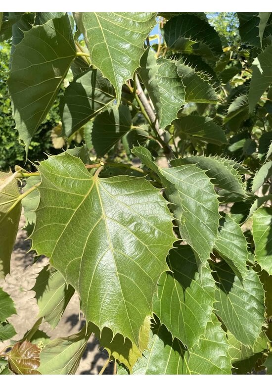 Henrys-Linde Henryana - Mehrstämmig | Tilia Henryana