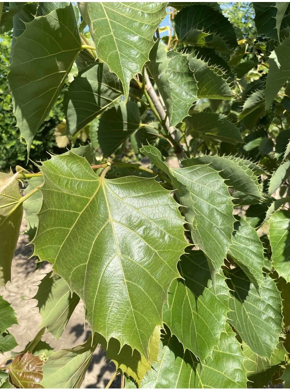 Henrys-Linde Henryana - Mehrstämmig | Tilia Henryana Henrys-Linde Henryana - Mehrstämmig | Tilia Henryana