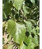 Henrys-Linde Henryana - Mehrstämmig | Tilia Henryana