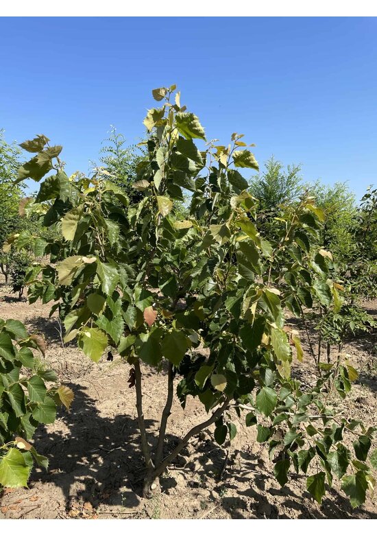 Henrys-Linde Henryana - Mehrstämmig | Tilia Henryana